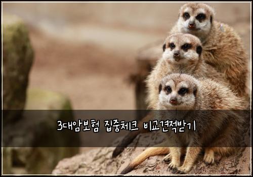 3대암보험 집중체크  비교견적받기