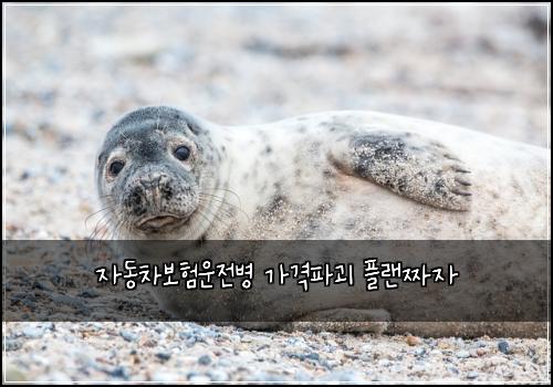 자동차보험운전병 가격파괴 플랜짜자