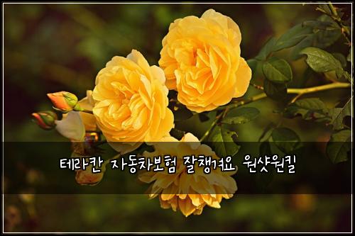 테라칸 자동차보험 잘챙겨요  원샷원킬