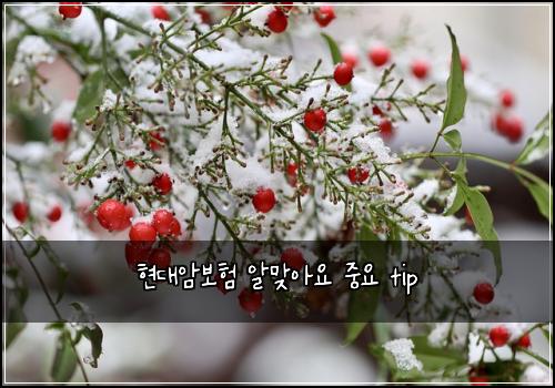 νλμ보ν μλ§μμ μ€μ tip