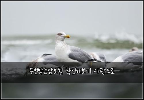 ๋๋ฒ๋ฐ๋์๋ณดํ ํ์ธํด๋ณด๊ธฐ ์ฌ๋์ผ๋ก
