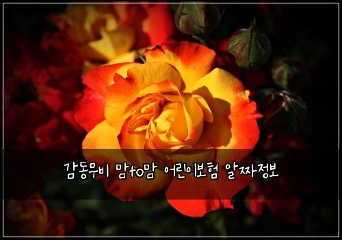 ๊ฐ๋๋ฌด๋น ๋งto๋ง ์ด๋ฆฐ์ด๋ณดํ ์์ง์ ๋ณด