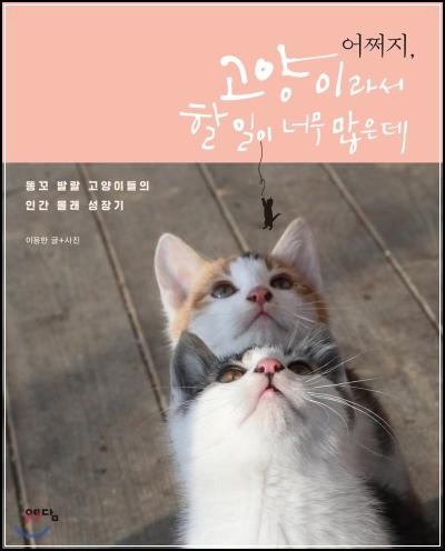 어쩌지, 냥생이 바빠 죽겠는데: 집사의 공감툰 리뷰_54